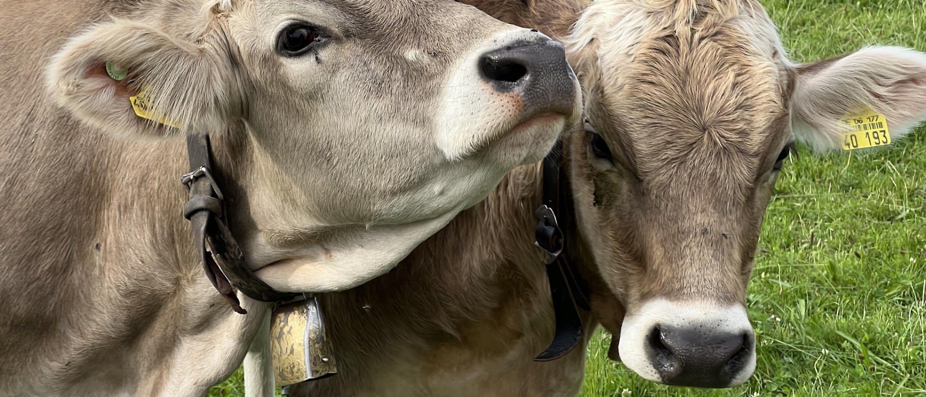 Neugierige Allgäuer Kühe auf der Weide