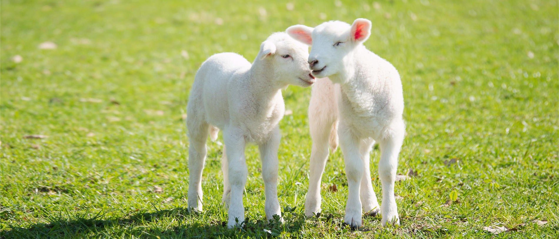Zwei Lämmer auf einer grünen Wiese