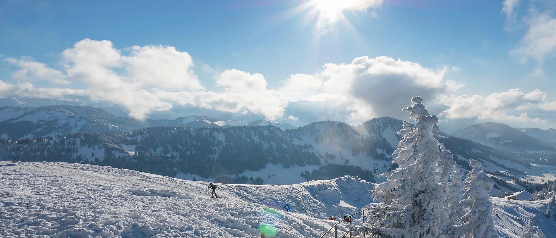Verschneite Tanne am Hochgrat, Blick über die Allgäuer Alpen