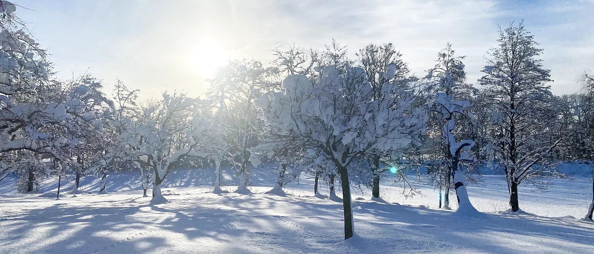 Verschneite Bäume im Winterlicht